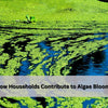 How Household Waste and Nutrient Pollution are Fueling Harmful Algal Bloom