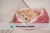 How to Wash a Dog Bed with or without a Removable Cover
