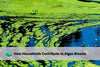 how households contribute to algae blooms