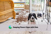 dirty floors by pets