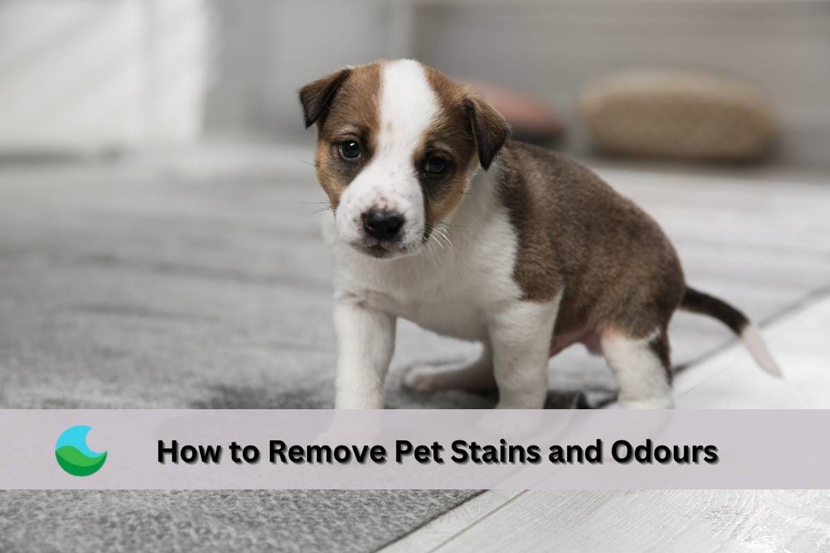 How to Remove Pet Stains and Odours Out of Various Surfaces– Lucent Globe