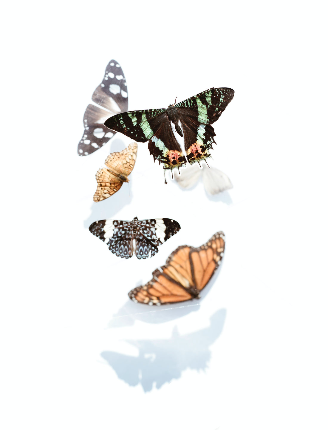 The Butterfly Effect of Clean: How Small Eco-Friendly Choices Lead to Big Changes